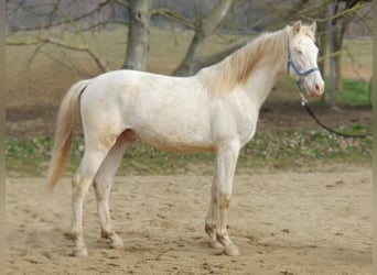 PRE Croisé, Étalon, 2 Ans, 151 cm, Perlino