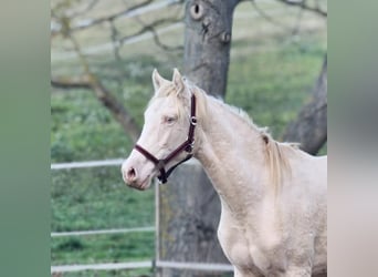PRE Croisé, Étalon, 2 Ans, 152 cm, Perlino