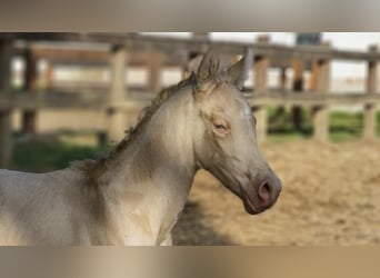 PRE Croisé, Étalon, 2 Ans, 152 cm, Perlino