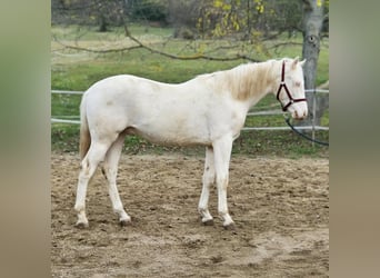 PRE Croisé, Étalon, 2 Ans, 152 cm, Perlino