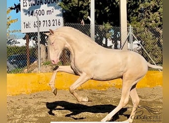 PRE, Étalon, 2 Ans, 153 cm, Cremello