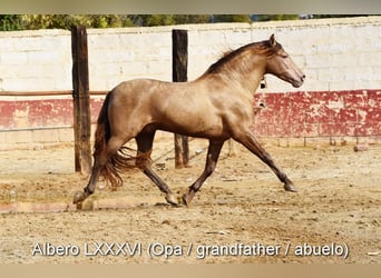 PRE, Étalon, 2 Ans, 153 cm, Perle