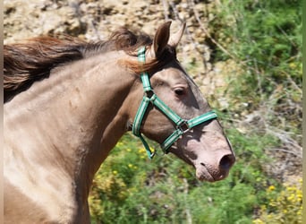 PRE, Étalon, 2 Ans, 153 cm, Perle