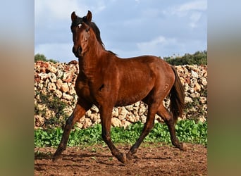 PRE Croisé, Étalon, 2 Ans, 154 cm, Bai