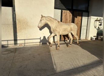 PRE, Étalon, 2 Ans, 154 cm, Cremello