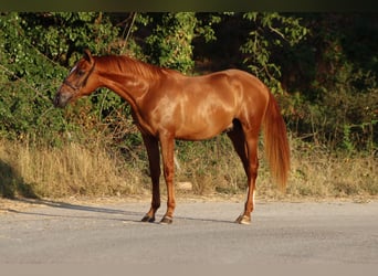 PRE Croisé, Étalon, 2 Ans, 155 cm, Alezan cuivré