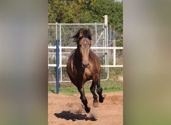 PRE Croisé, Étalon, 2 Ans, 155 cm, Buckskin