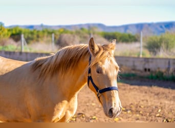 PRE Croisé, Étalon, 2 Ans, 155 cm, Champagne