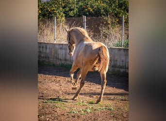 PRE Croisé, Étalon, 2 Ans, 155 cm, Champagne