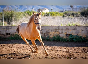 PRE Croisé, Étalon, 2 Ans, 155 cm, Champagne