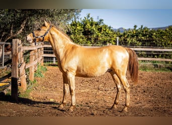 PRE Croisé, Étalon, 2 Ans, 155 cm, Champagne