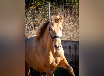 PRE Croisé, Étalon, 2 Ans, 155 cm, Champagne