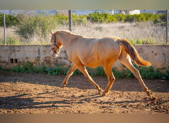 PRE Croisé, Étalon, 2 Ans, 155 cm, Champagne