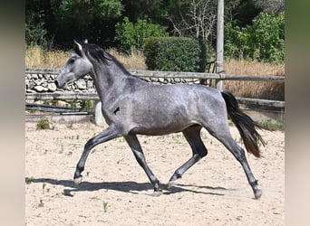 PRE Croisé, Étalon, 2 Ans, 155 cm, Gris
