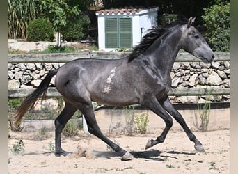 PRE Croisé, Étalon, 2 Ans, 155 cm, Gris