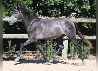 PRE Croisé, Étalon, 2 Ans, 155 cm, Gris