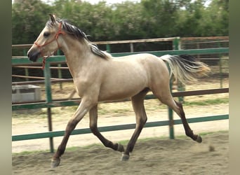 PRE Croisé, Étalon, 2 Ans, 155 cm, Isabelle