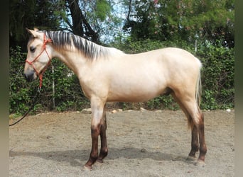 PRE Croisé, Étalon, 2 Ans, 155 cm, Isabelle