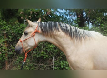 PRE Croisé, Étalon, 2 Ans, 155 cm, Isabelle