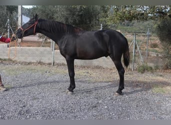 PRE, Étalon, 2 Ans, 155 cm, Noir