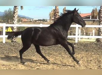 PRE, Étalon, 2 Ans, 155 cm, Noir
