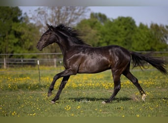PRE Croisé, Étalon, 2 Ans, 155 cm, Noir