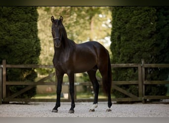 PRE Croisé, Étalon, 2 Ans, 155 cm, Noir