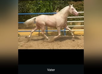 PRE Croisé, Étalon, 2 Ans, 155 cm, Noir