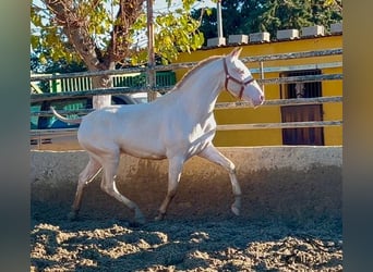 PRE, Étalon, 2 Ans, 155 cm, Perlino