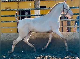 PRE, Étalon, 2 Ans, 155 cm, Perlino