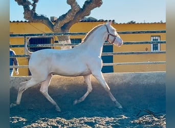 PRE, Étalon, 2 Ans, 155 cm, Perlino