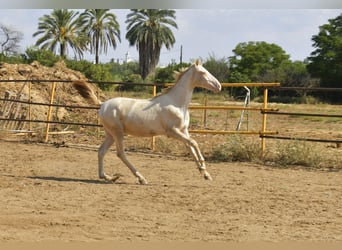 PRE Croisé, Étalon, 2 Ans, 155 cm, Perlino