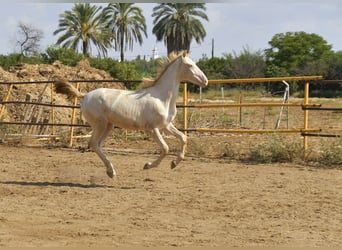 PRE Croisé, Étalon, 2 Ans, 155 cm, Perlino