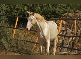 PRE Croisé, Étalon, 2 Ans, 155 cm, Perlino