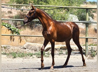 PRE Croisé, Étalon, 2 Ans, 156 cm, Alezan
