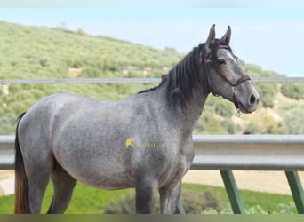 PRE, Étalon, 2 Ans, 156 cm, Gris