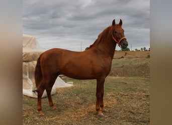 PRE Croisé, Étalon, 2 Ans, 157 cm, Alezan