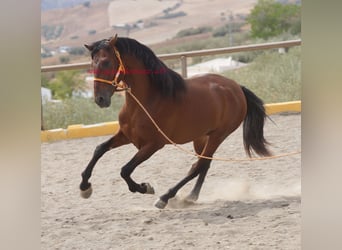 PRE, Étalon, 2 Ans, 157 cm, Bai