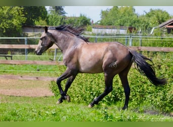 PRE, Étalon, 2 Ans, 157 cm, Gris