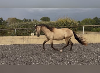 PRE, Étalon, 2 Ans, 157 cm, Isabelle