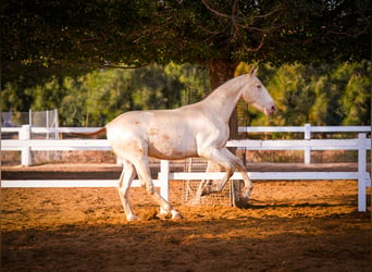 PRE Croisé, Étalon, 2 Ans, 157 cm, Perlino