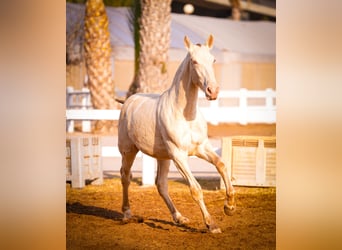 PRE Croisé, Étalon, 2 Ans, 157 cm, Perlino