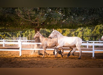 PRE Croisé, Étalon, 2 Ans, 157 cm, Perlino