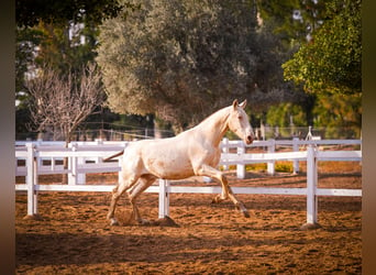 PRE Croisé, Étalon, 2 Ans, 157 cm, Perlino