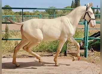 PRE, Étalon, 2 Ans, 157 cm, Perlino