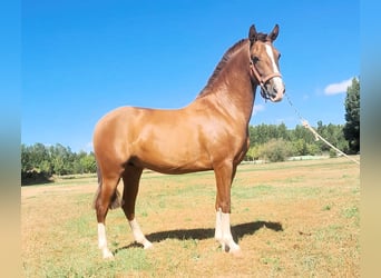 PRE Croisé, Étalon, 2 Ans, 158 cm, Alezan