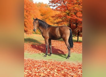 PRE Croisé, Étalon, 2 Ans, 158 cm, Bai