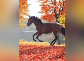 PRE Croisé, Étalon, 2 Ans, 158 cm, Bai