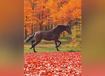 PRE Croisé, Étalon, 2 Ans, 158 cm, Bai