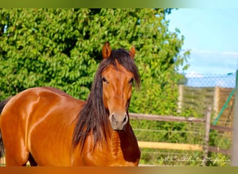 PRE Croisé, Étalon, 2 Ans, 158 cm, Bai clair